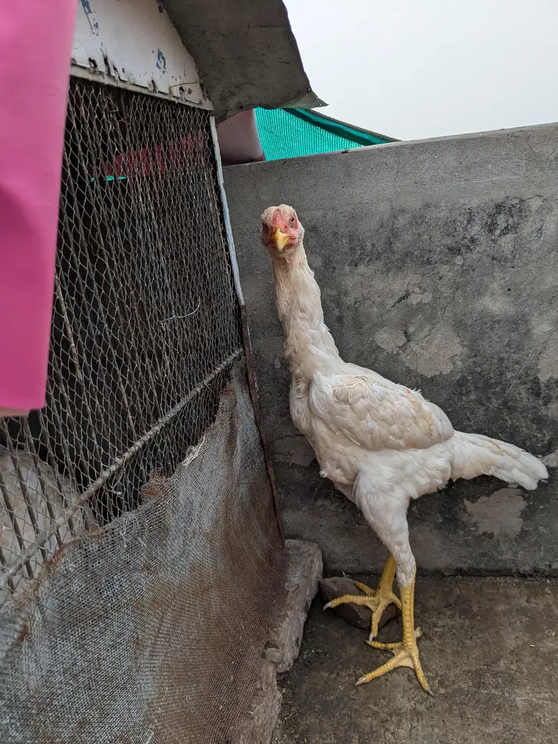 German White oh  Shamo pair For Sale — photo 2