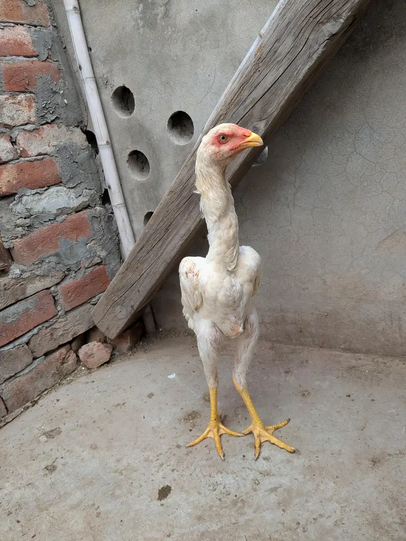 German White oh  Shamo pair For Sale — photo 4