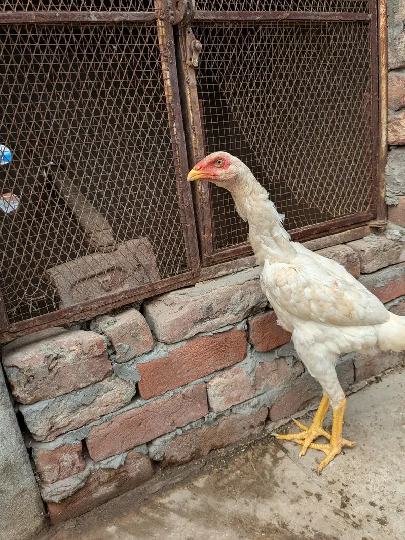 German White oh  Shamo pair For Sale — photo 5