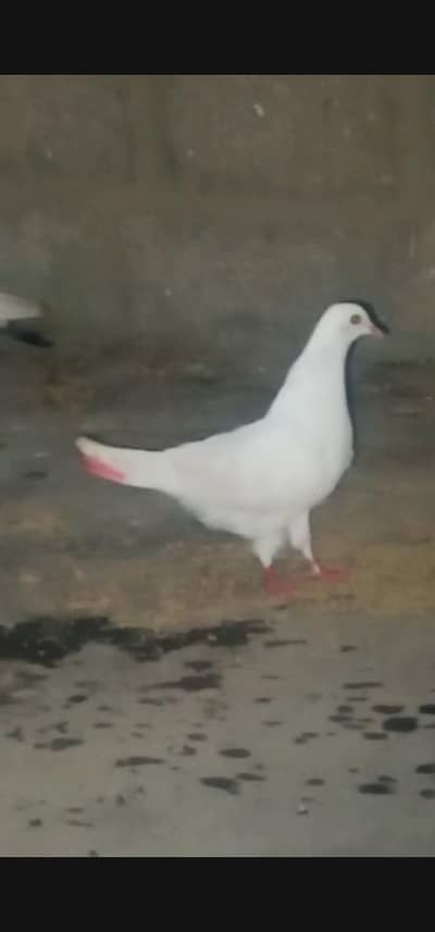 Patti wala