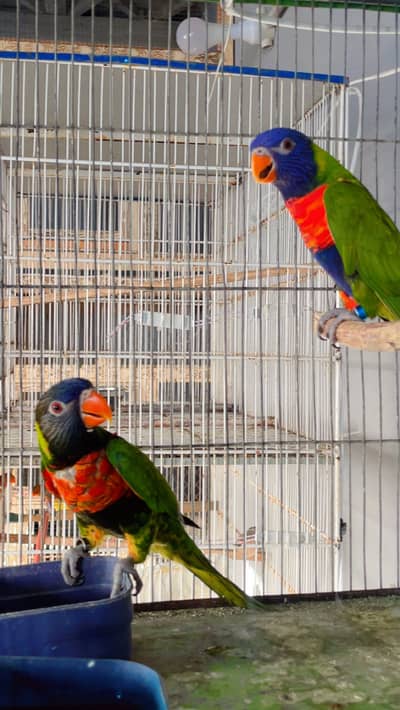 Swinson lory breeder pair