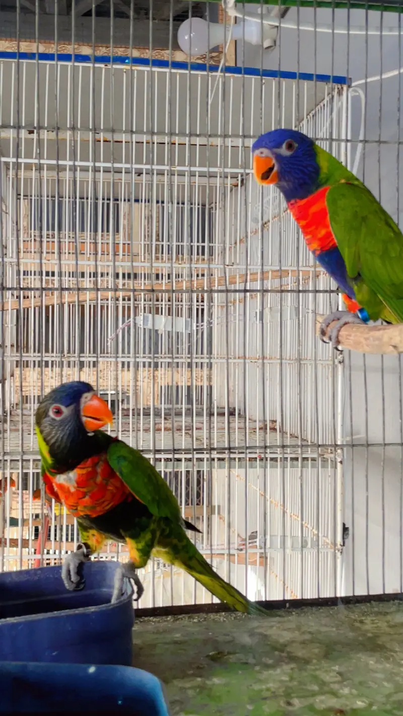 Swinson lory breeder pair