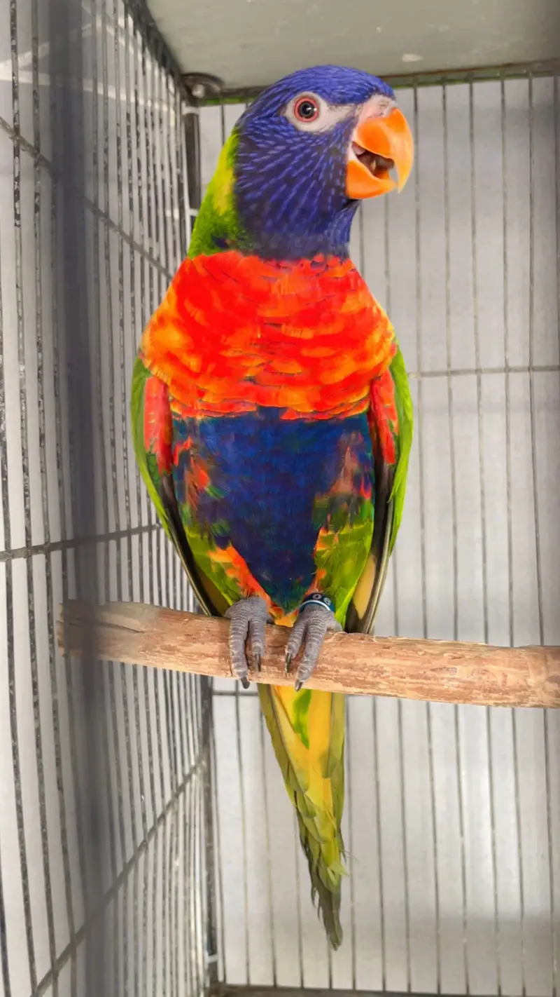 Swinson lory breeder pair — photo 2