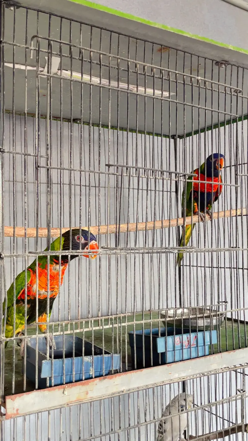 Swinson lory breeder pair — photo 4