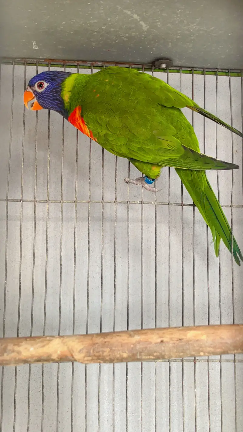 Swinson lory breeder pair — photo 5
