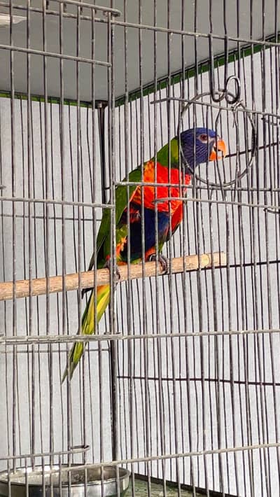 Swinson lory breeder pair