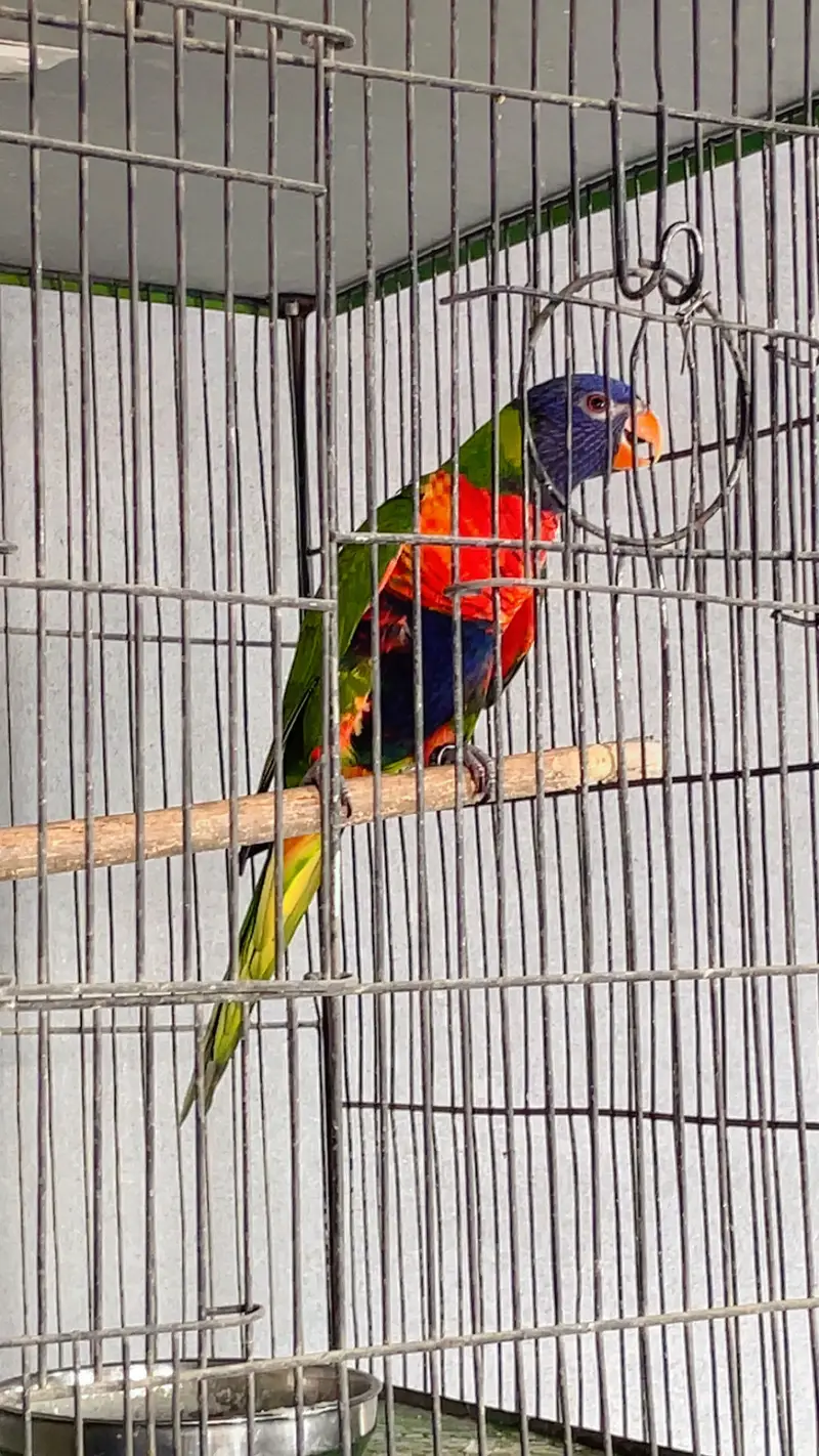 Swinson lory breeder pair — photo 7