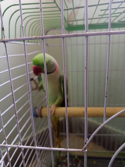 raw parrot