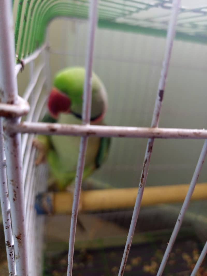 raw parrot 1