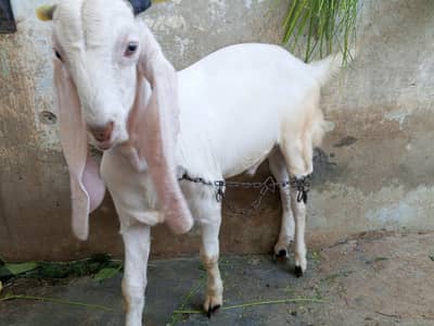 Kamori Bakra adg7mants