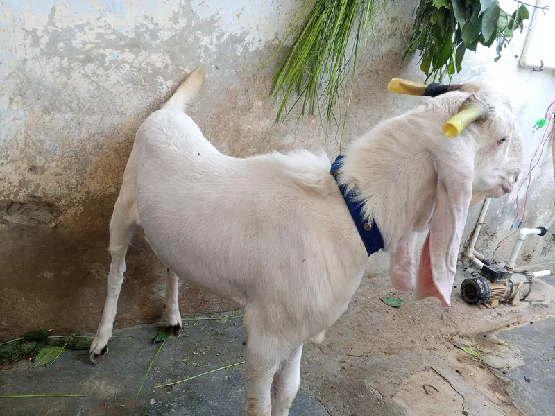 Kamori Bakra adg7mants — photo 2