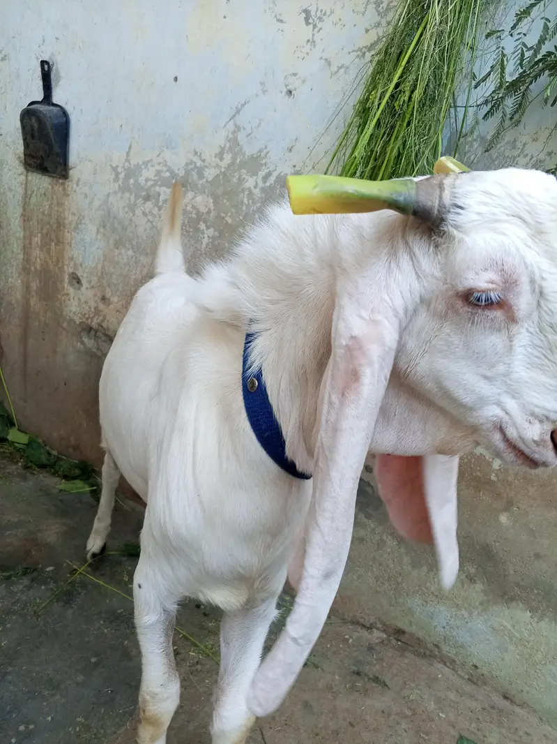 Kamori Bakra adg7mants — photo 3
