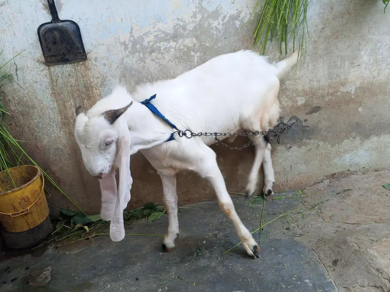 Kamori Bakra adg7mants — photo 4