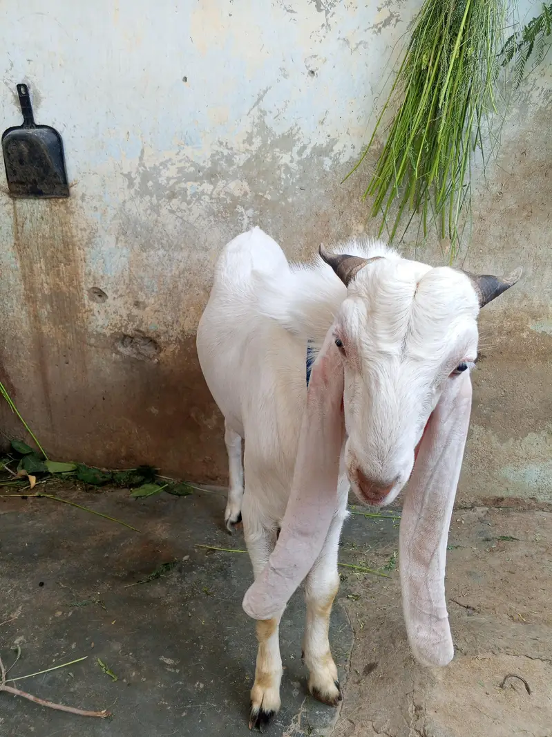 Kamori Bakra adg7mants — photo 5