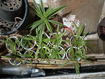Plants for sale
