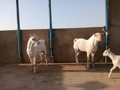 2 Teddy male pointed | Gulabi | breeder quality | home breed