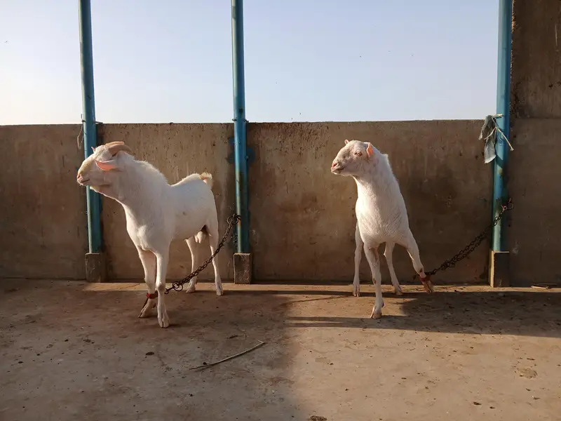 2 Teddy male pointed | Gulabi | breeder quality | home breed — photo 2