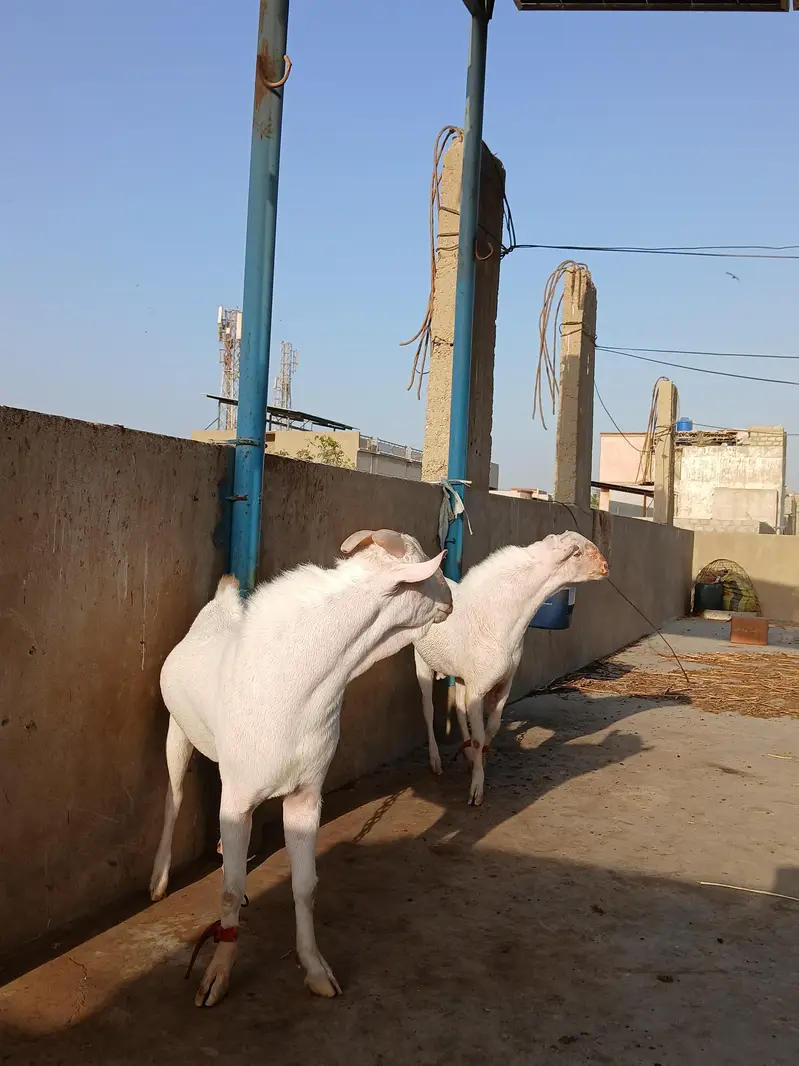 2 Teddy male pointed | Gulabi | breeder quality | home breed — photo 3