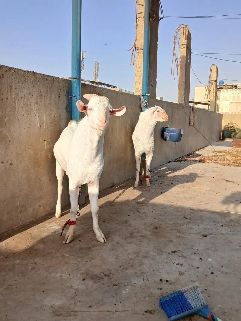 2 Teddy male pointed | Gulabi | breeder quality | home breed — photo 4
