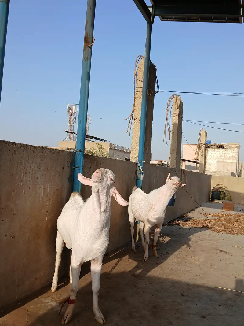 2 Teddy male pointed | Gulabi | breeder quality | home breed — photo 5