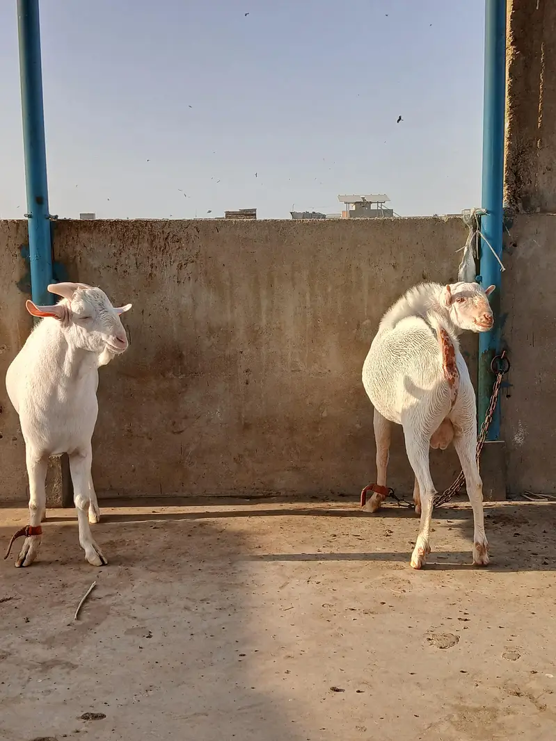 2 Teddy male pointed | Gulabi | breeder quality | home breed — photo 7