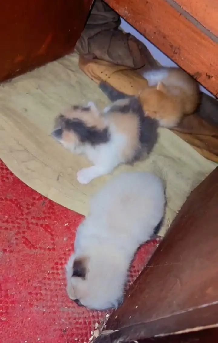 Beautifull Persian cat withher Adorable Kittens