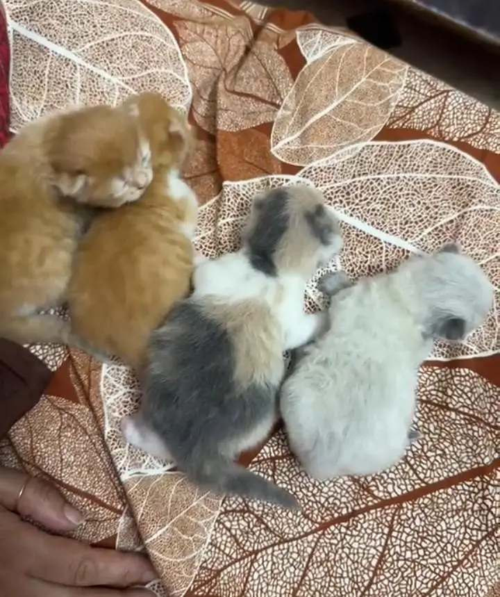 Beautifull Persian cat withher Adorable Kittens — photo 2