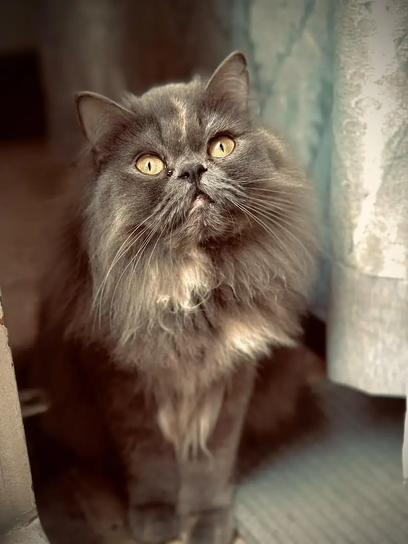 Beautifull Persian cat withher Adorable Kittens — photo 3