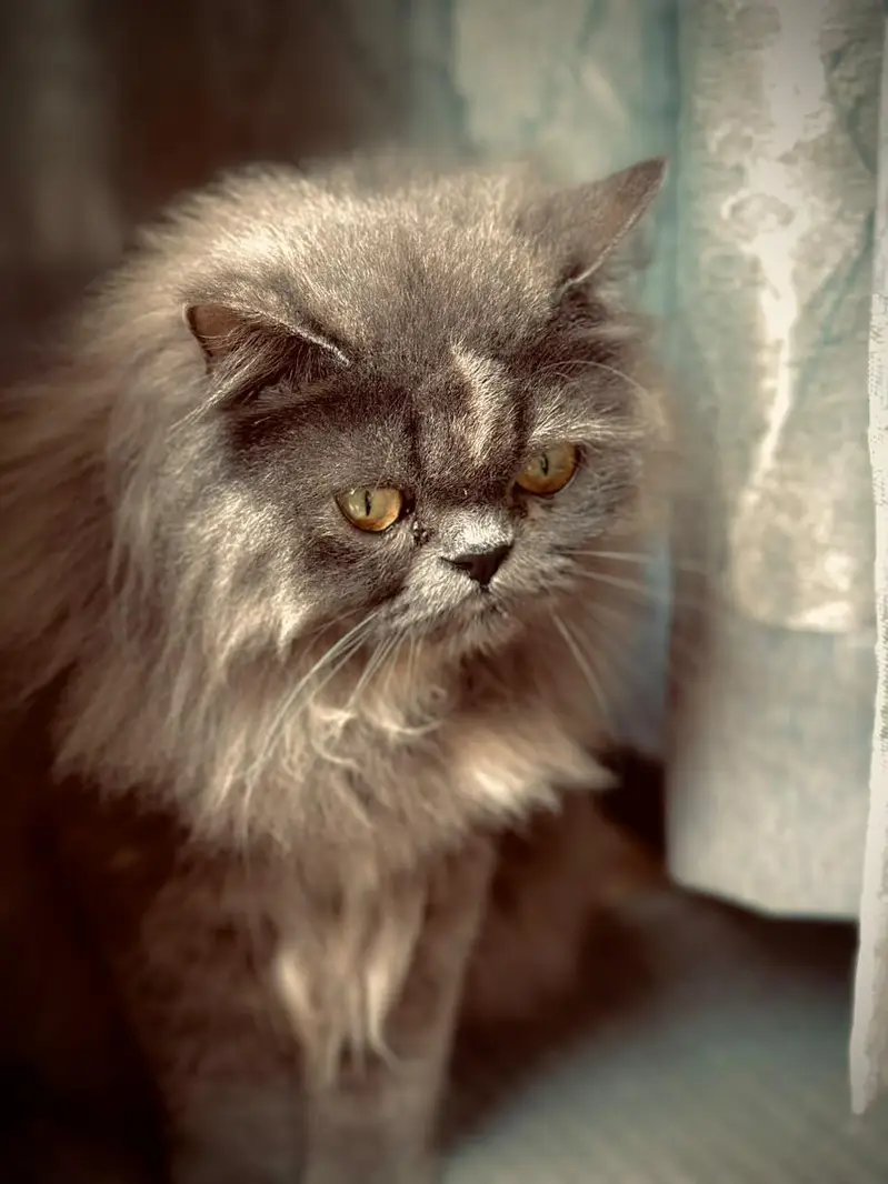 Beautifull Persian cat withher Adorable Kittens — photo 4