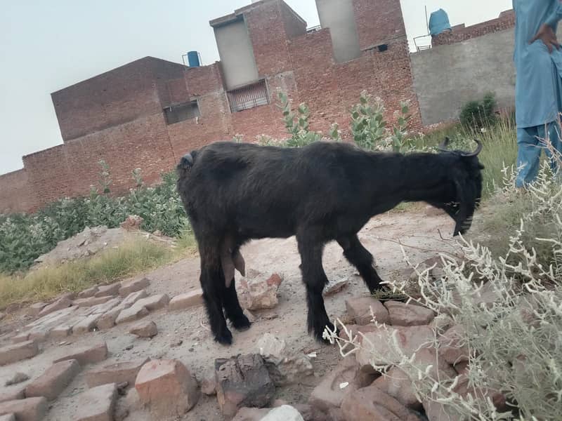 بکری ھےاور ایک کلو دودھ  ایک ٹائم کا ھے  صرف  بکری ھے 1
