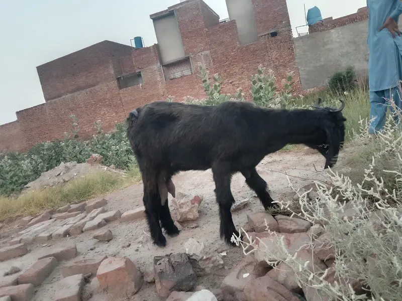 بکری ھےاور ایک کلو دودھ  ایک ٹائم کا ھے  صرف  بکری ھے — photo 2
