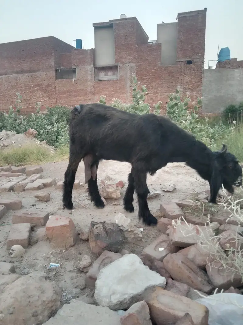 بکری ھےاور ایک کلو دودھ  ایک ٹائم کا ھے  صرف  بکری ھے — photo 3