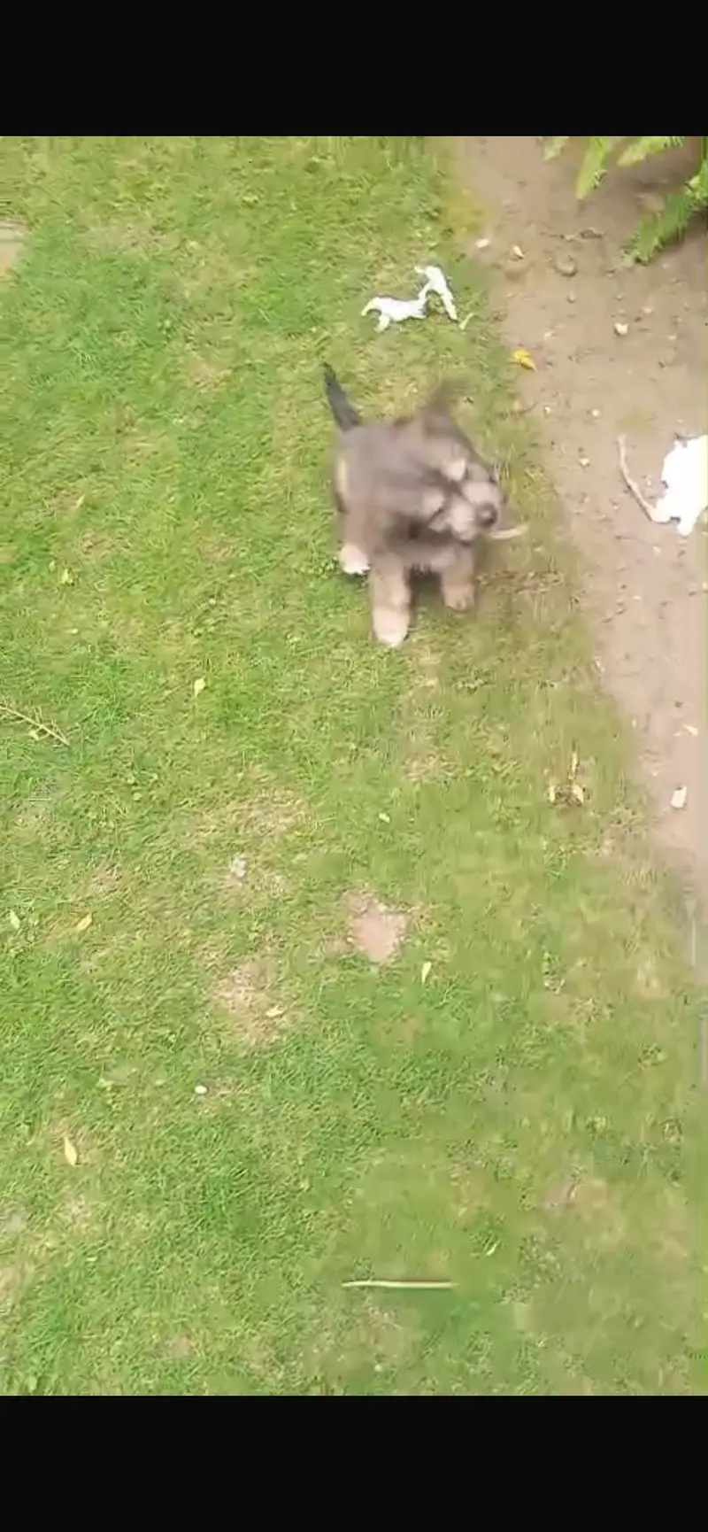 Mini schnauzer pair 4 sale — photo 3