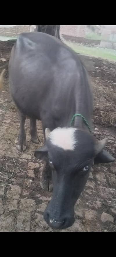 katta for sale