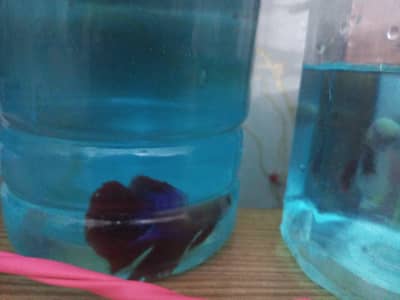 red blue and white pluss red green tail white beta fish.