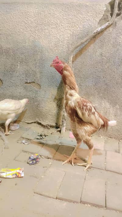 1 male 2 femail for sale Lene wale rafta kare