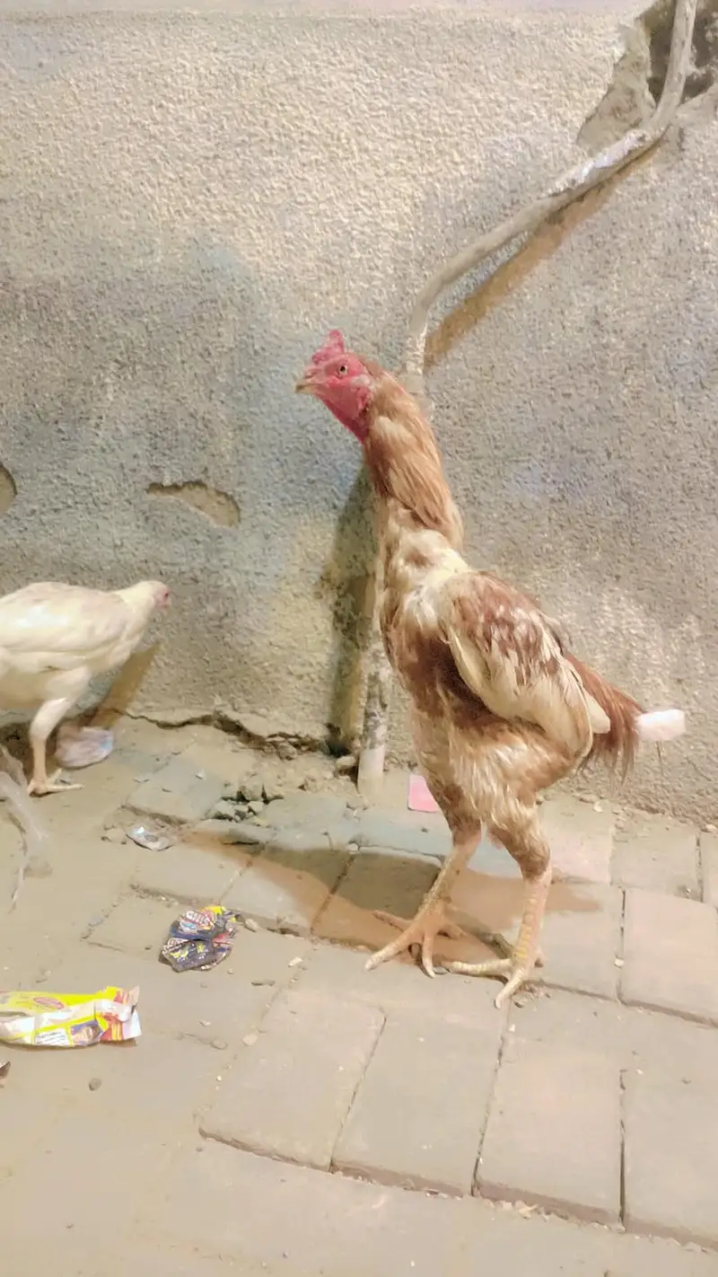 1 male 2 femail for sale Lene wale rafta kare