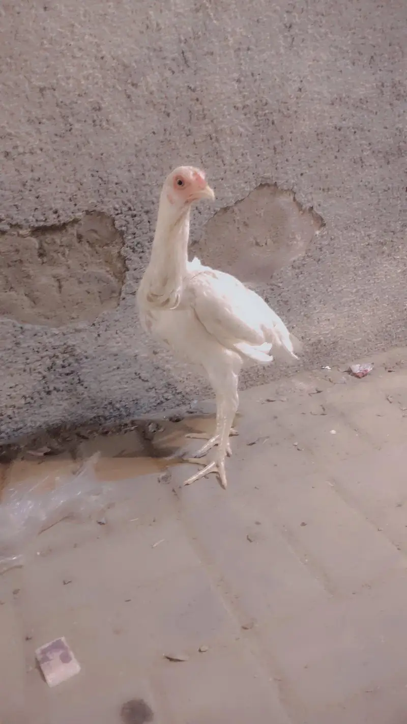 1 male 2 femail for sale Lene wale rafta kare — photo 2