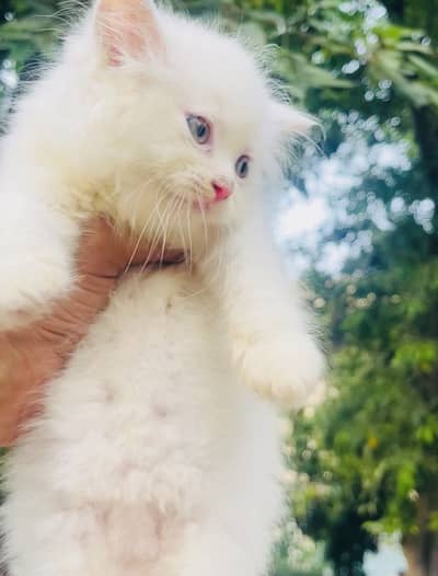 Pure Persian Kitten like a furbal