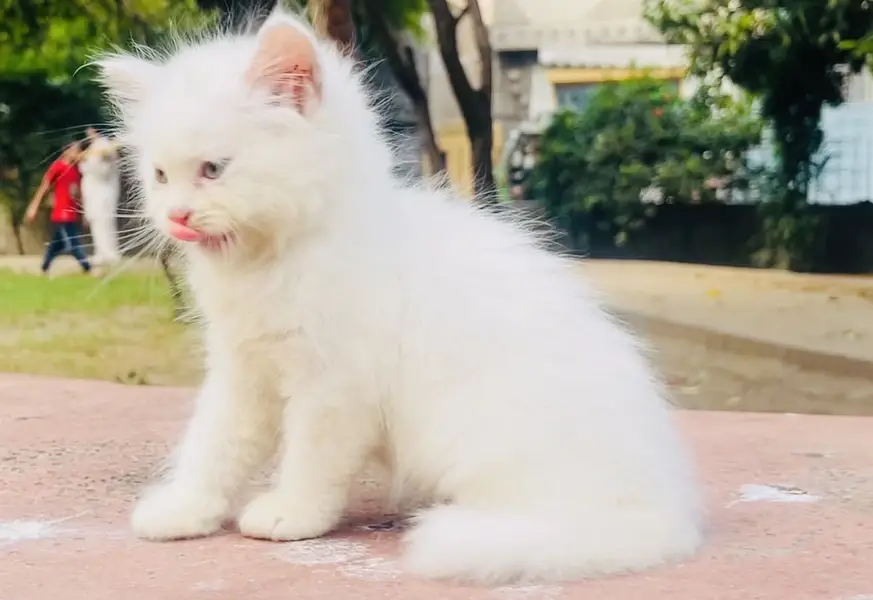 Pure Persian Kitten like a furbal — photo 2