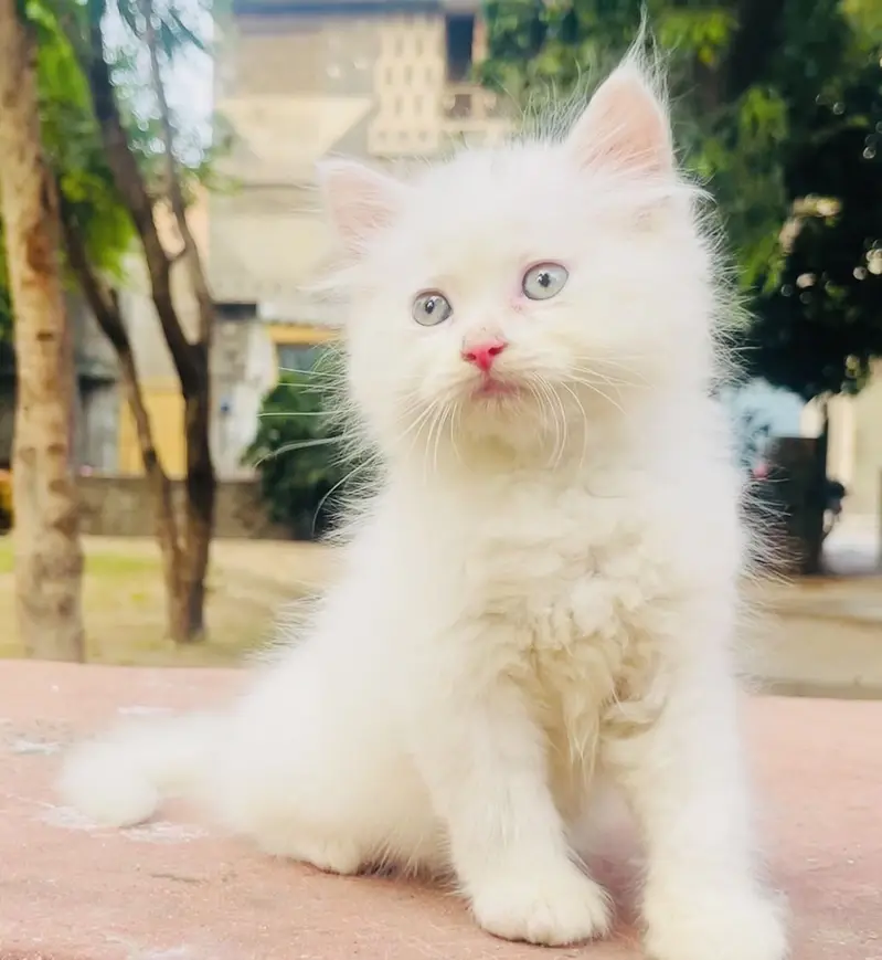 Pure Persian Kitten like a furbal — photo 3