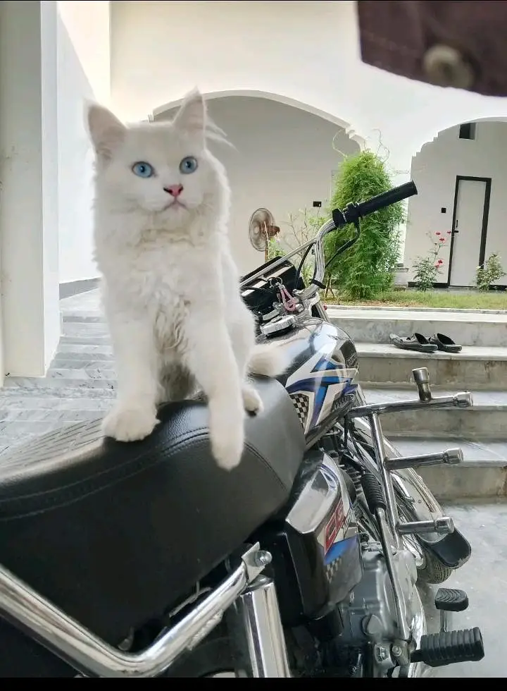 Pure White Persian Cat - Blue Eyes - Double Coat - Healthy