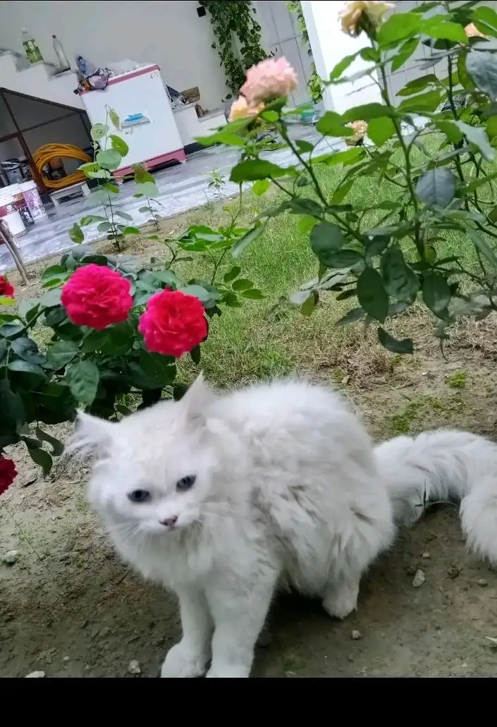 Pure White Persian Cat - Blue Eyes - Double Coat - Healthy — photo 2