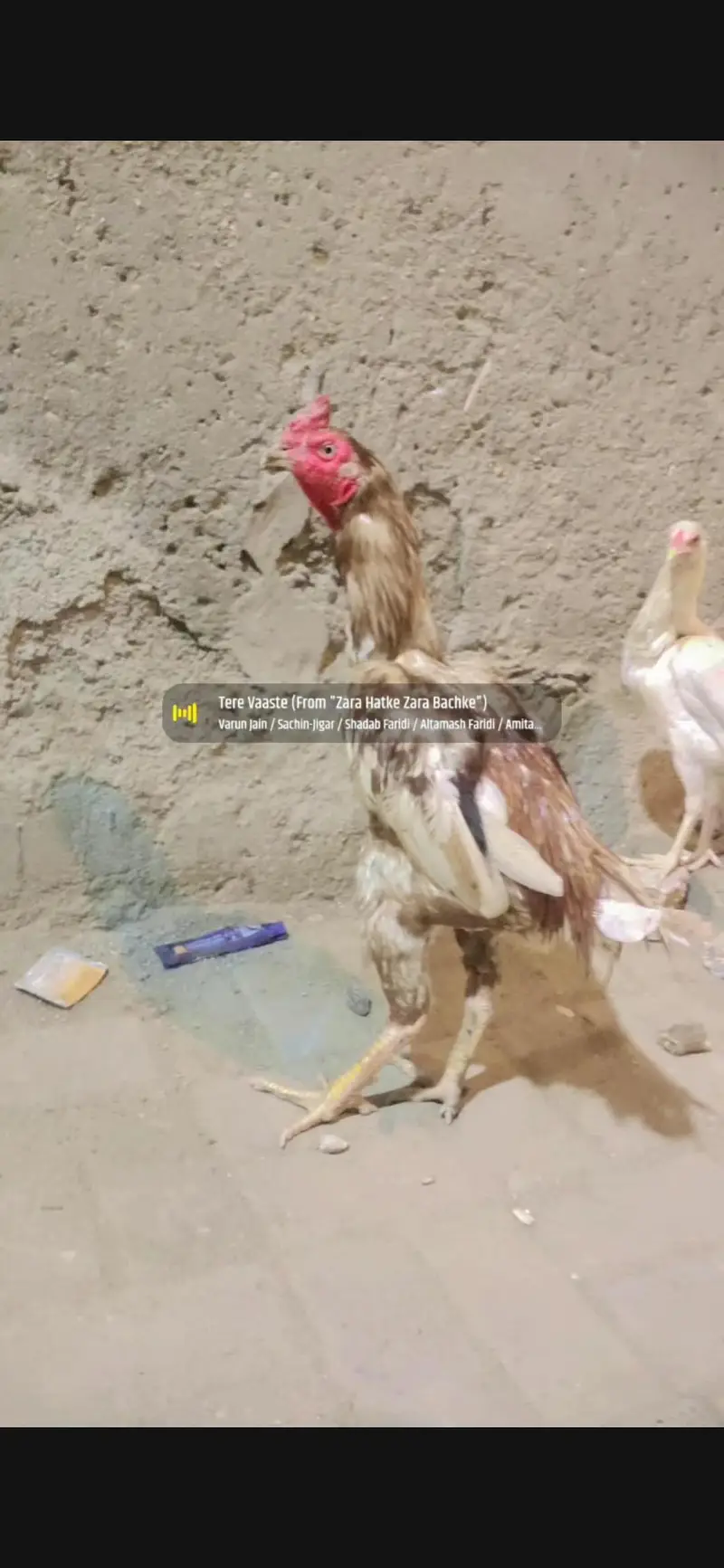 1 male 2 femail for sale Lene wale rafta kare — photo 4