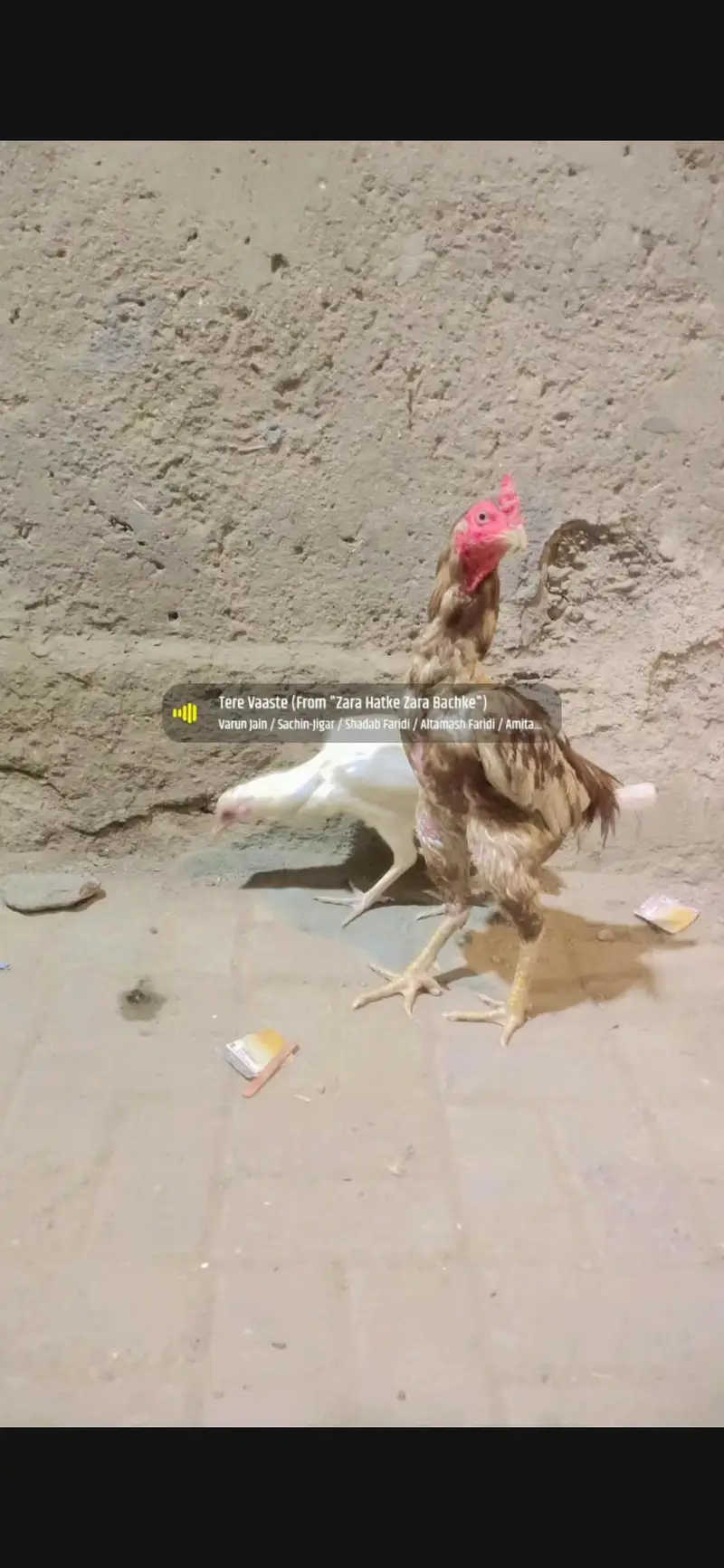 1 male 2 femail for sale Lene wale rafta kare — photo 5
