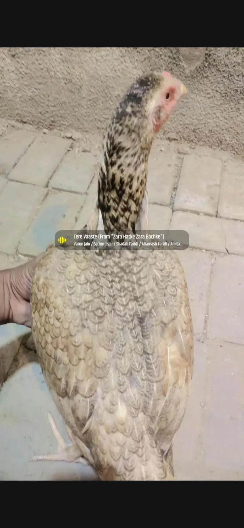 1 male 2 femail for sale Lene wale rafta kare — photo 8