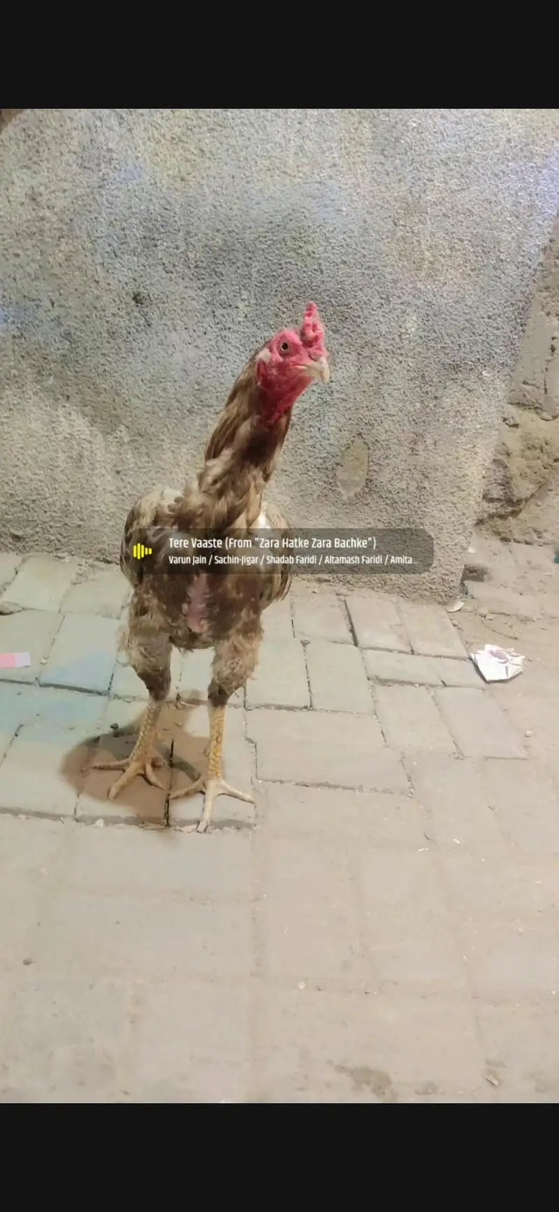 1 male 2 femail for sale Lene wale rafta kare — photo 12