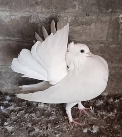 breeder female available or exchange possible with lucka male