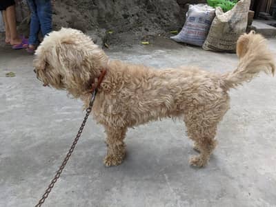 poodle pair for sale