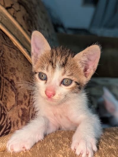 kittens looking for a home